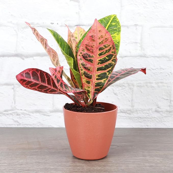 Thorsen's Greenhouse Live Petra Croton Plant, Codiaeum Variegatum, Colorful Foliage, Live Indoor Houselant (Terra Cotta, 4-inch Pot)