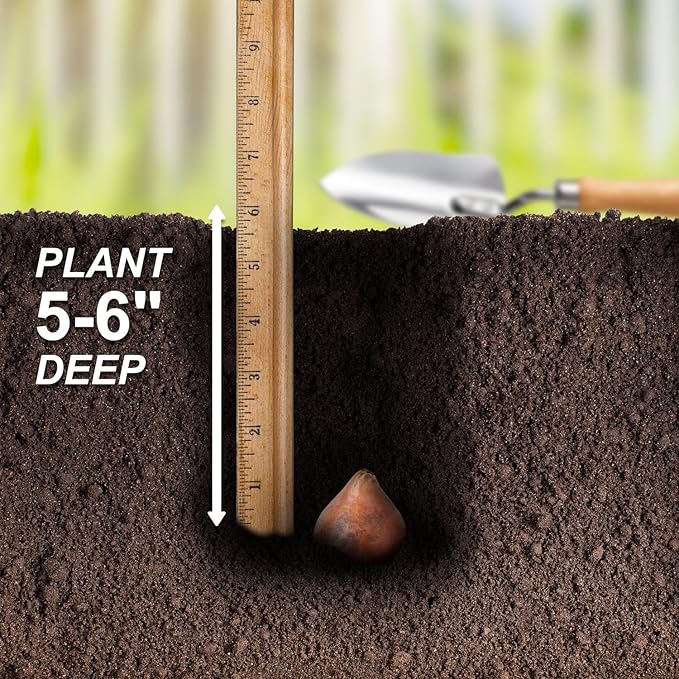 Garden State Bulb Double Dutch Mixed Tulip Flower Bulbs, 12/+ cm, Fall Planting (Bag of 50)