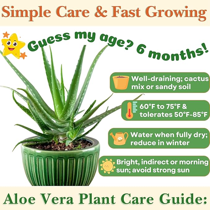 Dr. Lu’s Organic Aloe Vera Plant | Real Beautiful Aloe Plant | Live Succulents Plants | Rooted Natural Air Purifier in Soil | Easy Care House Plants in 5'' H x 4'' W Nursery Pot