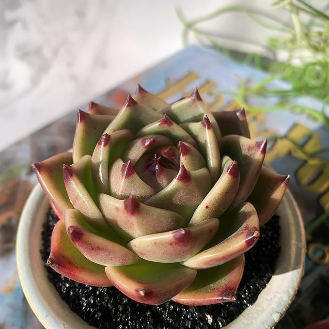 Echeveria Agavoides Blue Dragon Rare Live Succulent Plants, 1 Head 2.5" Bare Root Without Pot & Soil, Garden Indoor Office Desk Baby Shower Decoration, Friend Plant Lovers Gifts