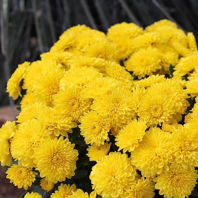 Altman Plants Yellow Chrysanthemum Plants Live Mums Plant (4PK) in 1 Quart Pots, Outside Garden Flowers for Fall, Outdoor Flowering Hardy Mum Outdoor Plant Pack, Easy Care