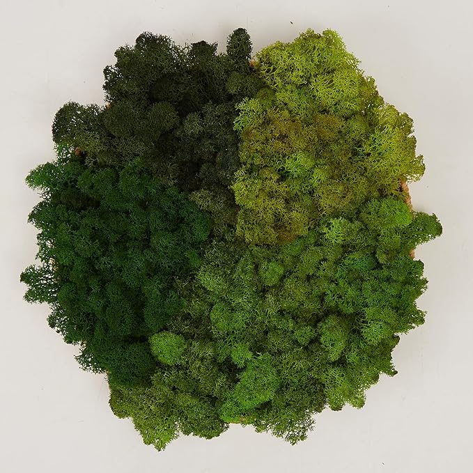 Preserved Reindeer Moss Natural Green DIY Kit Gardenning Art Wall Decor Florist Decor Easter Table Decor Wedding