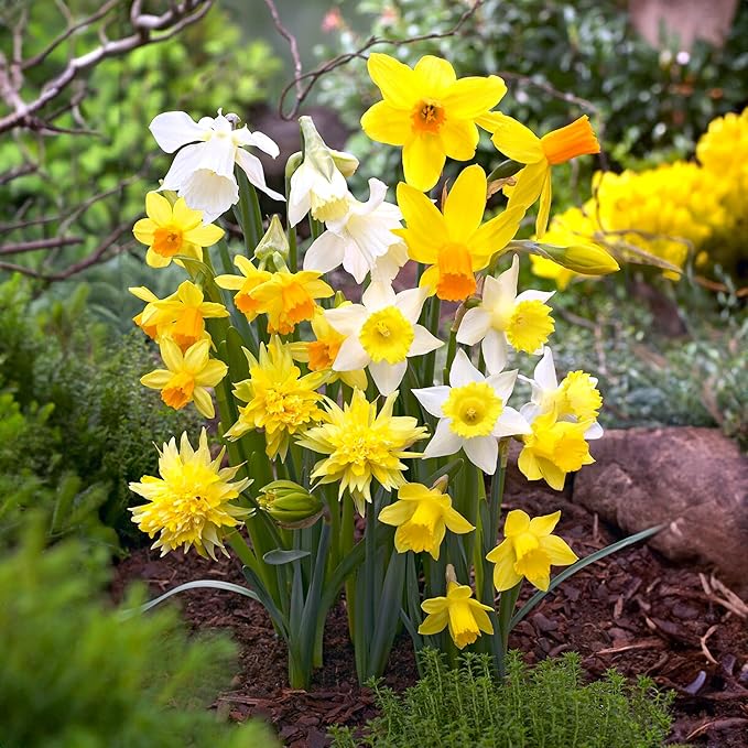 Garden State Bulb Narcissus Rock Garden Mix Daffodil Flower Bulbs, 12/14cm, Fall Planting (Bag of 50)