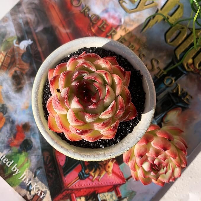 Echeveria Soul Fairy Rare Live Succulent Plants, 1 Head 2.5" Bare Root Without Pot & Soil, Garden Indoor Office Desk Baby Shower Decoration, Friend Plant Lovers Gifts
