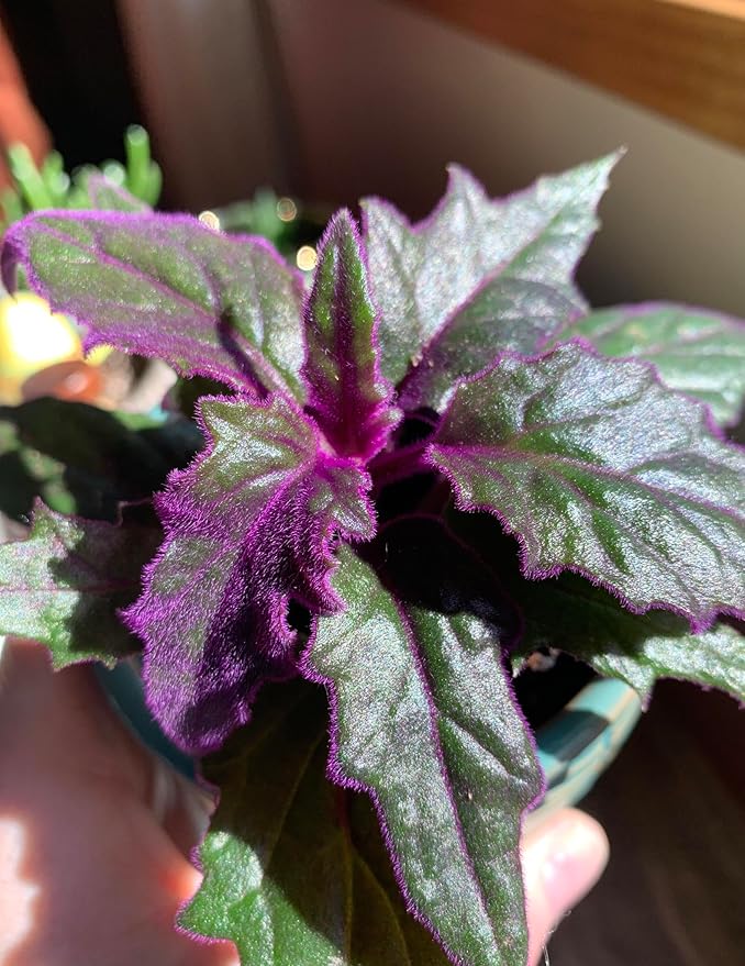 Purple Passion Plant - Royal Velvet Plant - 2 Live Starter Plants in 2 Inch Pots - Gynura Aurantica - Rare Indoor Houseplant