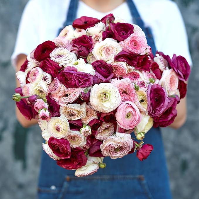 Eden Brothers Ranunculus Bulbs - Crushed Berry Mix