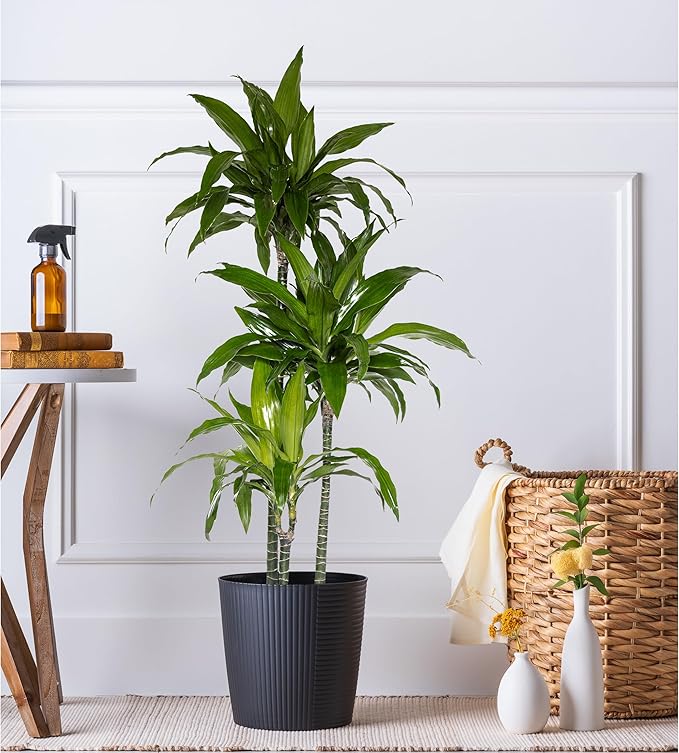 United Nursery Dracaena Janet Craig – Tall Indoor Plant in 10” Grower Pot – 38–42 Inches Tall – Air-Purifying, Low-Light Tropical Houseplant – Easy-Care Green Foliage for Home or Office Decor