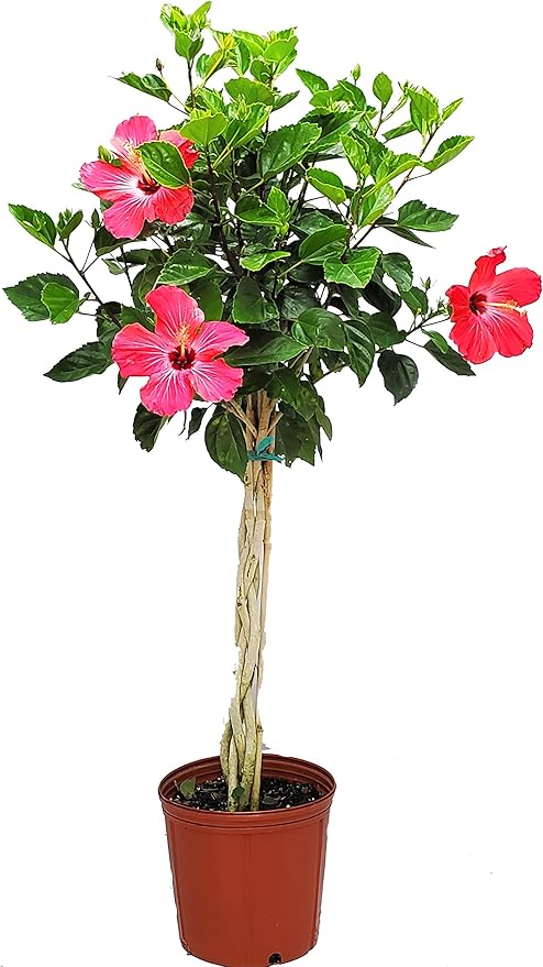 Hibiscus Plants Live - Braided Hibiscus Tree - Pink Painted Lady - Overall Height 38" to 44" - Tropical Plants of Florida (Plant in Growers Pot)