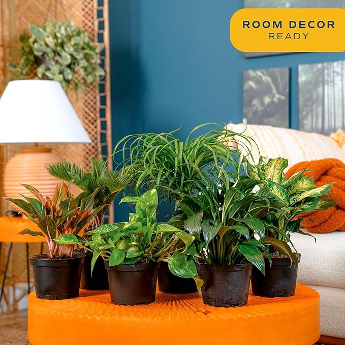 Costa Farms Live Indoor Plant Variety Pack in Plastic Pots, Easy to Maintain, Air Purifying Houseplants, Home, Room, or Office Decor, House Warming or Birthday Gift, 12-24 Inches Tall, Pack of 6