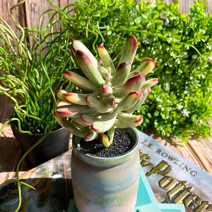 Cotyledon Orbiculata cv. Long Leaf Variegated Rare Live Succulent Plants, 3", Bare Root Without Pot & Soil, Garden Indoor Office Desk Baby Shower Decoration, Friend Plant Lovers Gifts