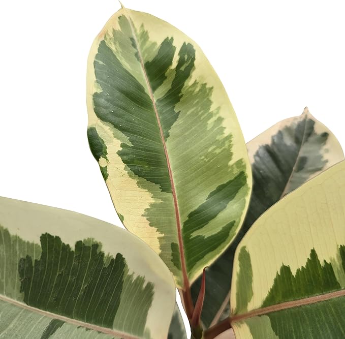 Bumble Plants Variegated Rubber Tree Ficus Tineke [Winter Thermal Packaging Included] | Elegant White, Green & Pink Leaves House Plants Indoors Live, Low Maintenance Live Plants Indoor