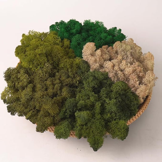 Preserved Reindeer Moss Natural Green DIY Kit Gardenning Art Wall Decor Florist Decor Easter Table Decor Wedding