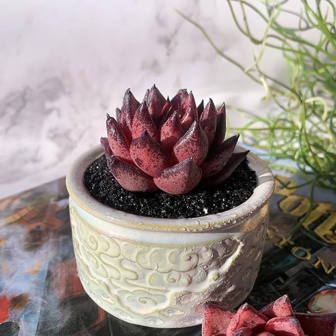 Echeveria Agavoides Romeo Rare Live Succulent Plants, 1 Head 2.5" Bare Root Without Pot & Soil, Garden Indoor Office Desk Baby Shower Decoration, Friend Plant Lovers Gifts
