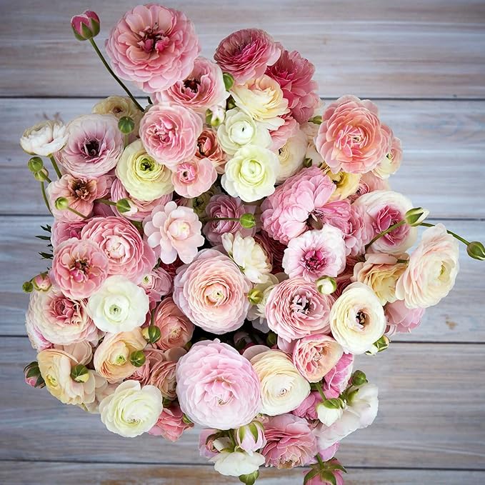 Eden Brothers Ranunculus Bulbs - Porcelaine