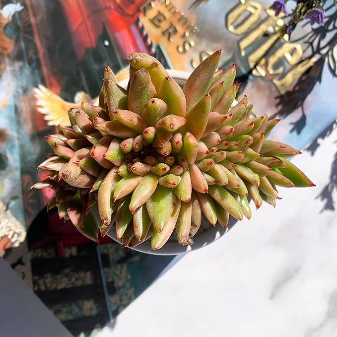 Echeveria Ek Soul Variegated Crested Rare Live Succulent Plants, 3.5" Bare Root Without Pot & Soil, Garden Indoor Office Desk Baby Shower Decoration, Friend Plant Lovers Gifts