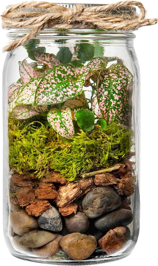 Portland Terrarium kit - DIY Mason Jar Terrarium Kit