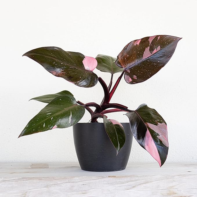 United Nursery Pink Princess Philodendron – Rare Variegated Plant in 6” White Décor Pot – 14–18 Inches Tall – Easy-Care Indoor Houseplant with Blush Pink and Green Leaves for Home or Office Decor