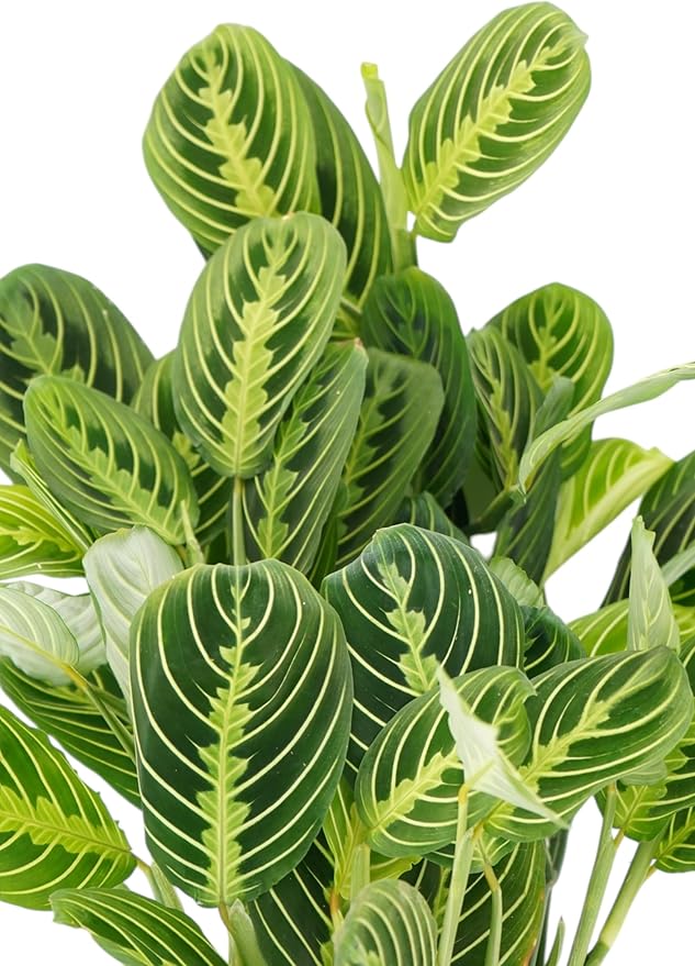 Lemon Lime Maranta Live Plant -Indoor House Plant - Prayer Plant - Low Light Houseplants - Plants Live Houseplants Low Maintenance - 6" Pot