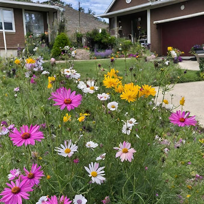 Created By Nature Kansas Wildflower Seed Mix, 16 Flower Varieties, 40,000 Seeds