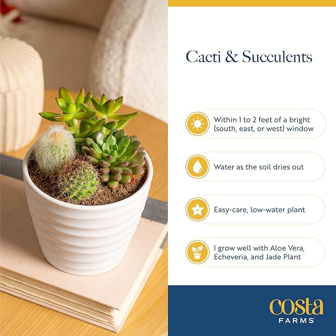 Costa Farms Mini Succulent Live Plants in Plastic Pots, Easy to Maintain Indoor Succulents, Houseplants for Home, Room, or Office Decor, House Warming or Party Favors, 2-3.5 Inches Tall, Pack of 12
