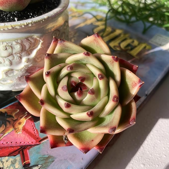Echeveria Agavoides Blue Dragon Rare Live Succulent Plants, 1 Head 2.5" Bare Root Without Pot & Soil, Garden Indoor Office Desk Baby Shower Decoration, Friend Plant Lovers Gifts