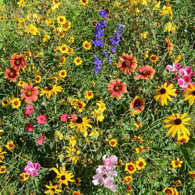 Outsidepride Mountain Wild Flower Seed Mix - 1 lb Premium Blend of Annual & Perennial Wildflower Seeds for High-Elevation in USDA Zones 3-8, Ideal for Mountain Gardens, Low-Maintenance & Easy to Grow