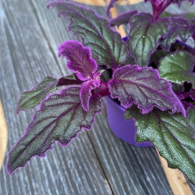 Purple Passion Plant - Royal Velvet Plant - 2 Live Starter Plants in 2 Inch Pots - Gynura Aurantica - Rare Indoor Houseplant