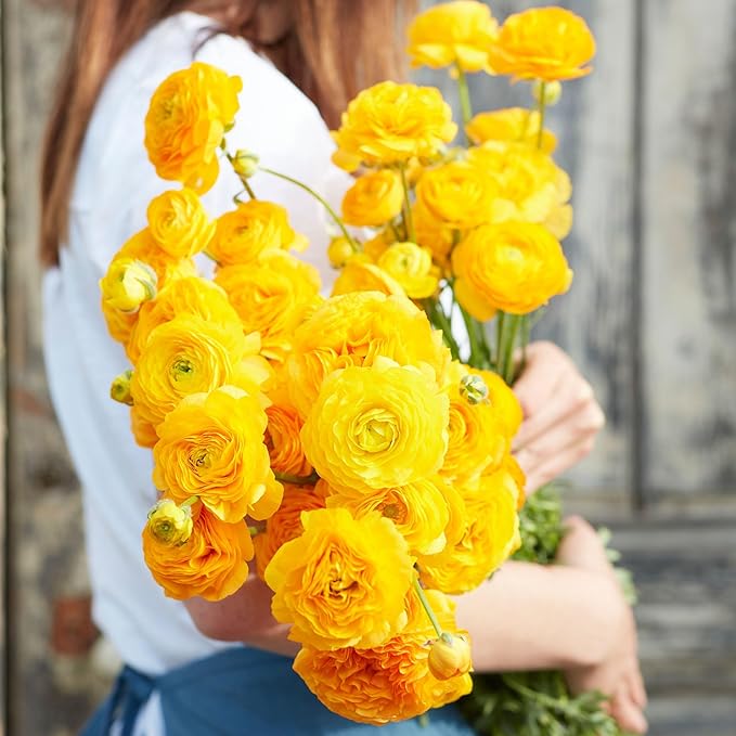 Eden Brothers Ranunculus Bulbs - Yellow