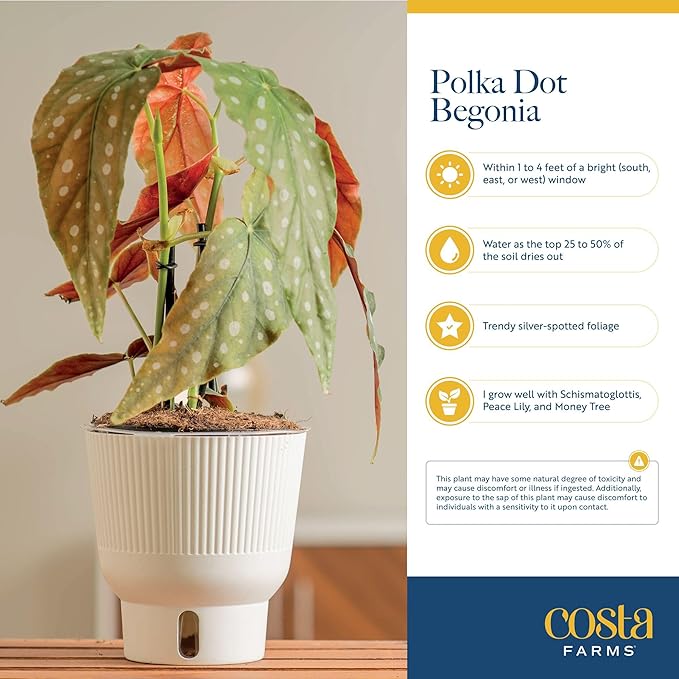Costa Farms Begonia Maculata Live Plant in Self Watering Pot, Indoor Houseplant, Perfect for Home, Room, or Office Decor, Great House Warming or Birthday Gift, 12-18 Inches Tall