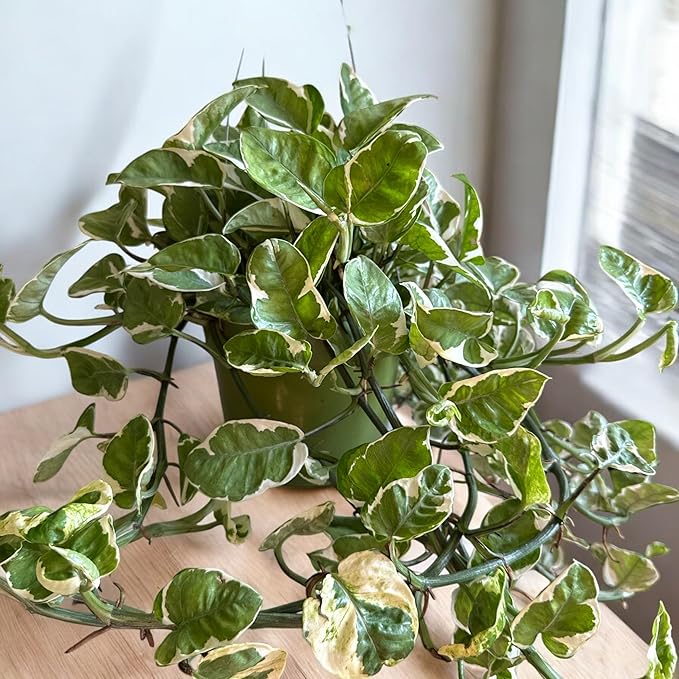 N-Joy Pothos Live Plant, 6 Inch Hanging Basket, Long Trailing Vines, Indoor Decorative Houseplant