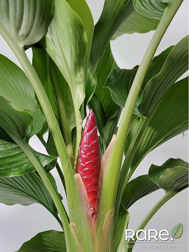 Ginger Curcuma Torch Plant, Live Outdoor Plant, Rare Plant Collection, 2-3 Feet Tall, in Nursery Plant Pot