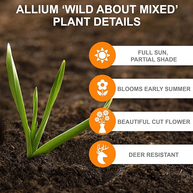 Garden State Bulb Wild About Mixed Allium Flower Bulbs, 10/12cm, Fall Planting (Bag of 25)