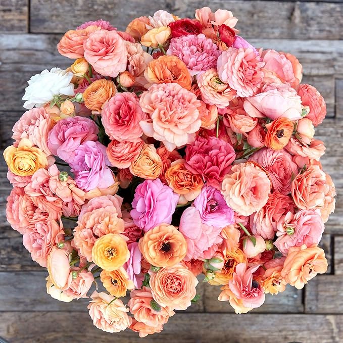 Eden Brothers Ranunculus Bulbs - Champagne