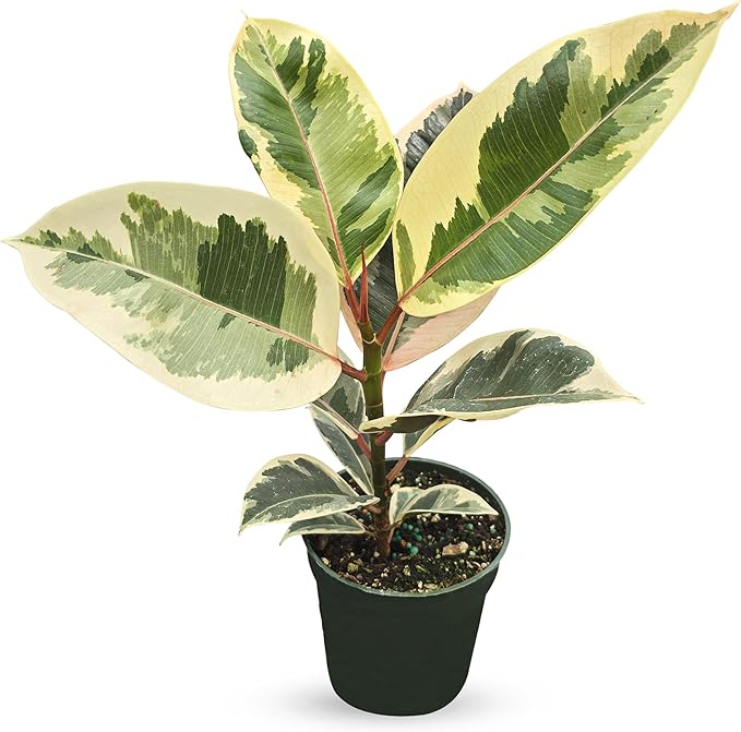 Bumble Plants Variegated Rubber Tree Ficus Tineke [Winter Thermal Packaging Included] | Elegant White, Green & Pink Leaves House Plants Indoors Live, Low Maintenance Live Plants Indoor
