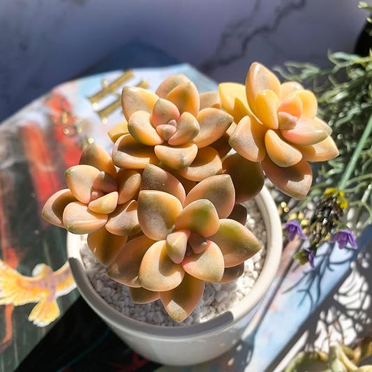 Graptoveria Paraguayense Bernalense Variegated Rare Live Succulent Plants, Cluster 3" Bare Root Without Pot & Soil, Garden Indoor Office Desk Baby Shower Decoration, Plant Lovers Gifts