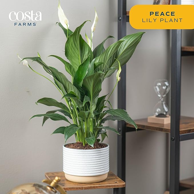 Costa Farms Live Indoor Houseplants (2 Pack) Peace Lily, Chinese Evergreen in Decor Planter Pot, Potting Soil Mix, Birthday, Housewarming Gift, 1 Foot Tall