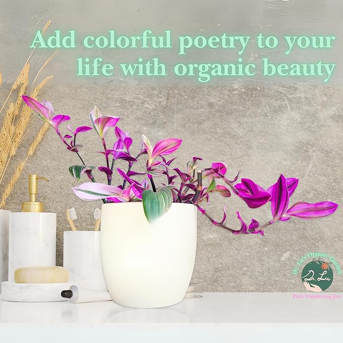 Dr. Lu’s Organic Pink Wandering Jew Live Plant | Rare Tradescantia Nanouk | Rooted House Plants | Easy Grow Indoor Plants | 6'' Nursery Pot