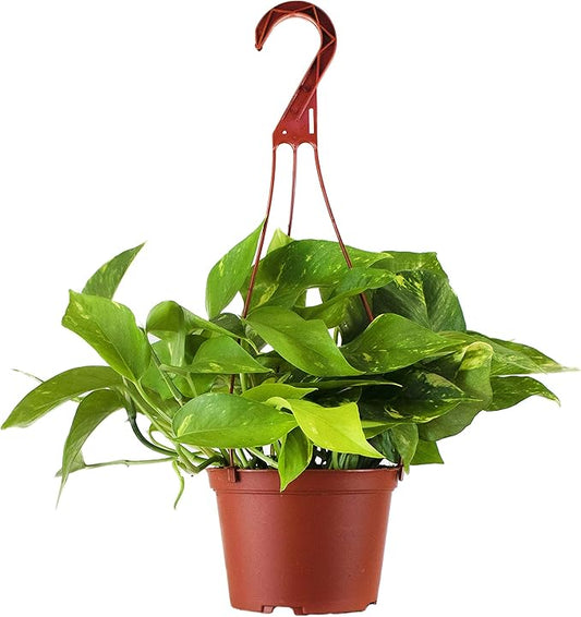 Shop Succulents | Vining Collection | Hand Selected, Air Purifying Easy Care Live Indoor/Outdoor Pothos Devil's Ivy House Plant