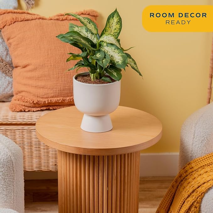 Costa Farms Dieffenbachia, Dumb Cane Live Plant in Decorative Pot, Easy to Maintain Indoor Houseplant, Perfect for Home, Room, or Office Decor, Great House Warming or Birthday Gift, 12-18 Inches Tall