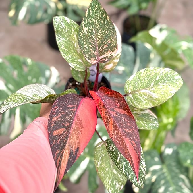 Live Philodendron Orange Princess Plant – 4” Indoor Variegated Aroid with Dark Green and Copper-Orange Foliage | Air Purifying Houseplant for Low Light Rooms | Houseplant for Home or Office Decor