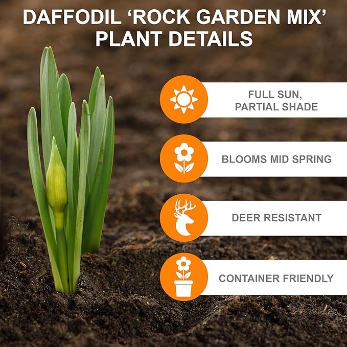 Garden State Bulb Narcissus Rock Garden Mix Daffodil Flower Bulbs, 12/14cm, Fall Planting (Bag of 25)