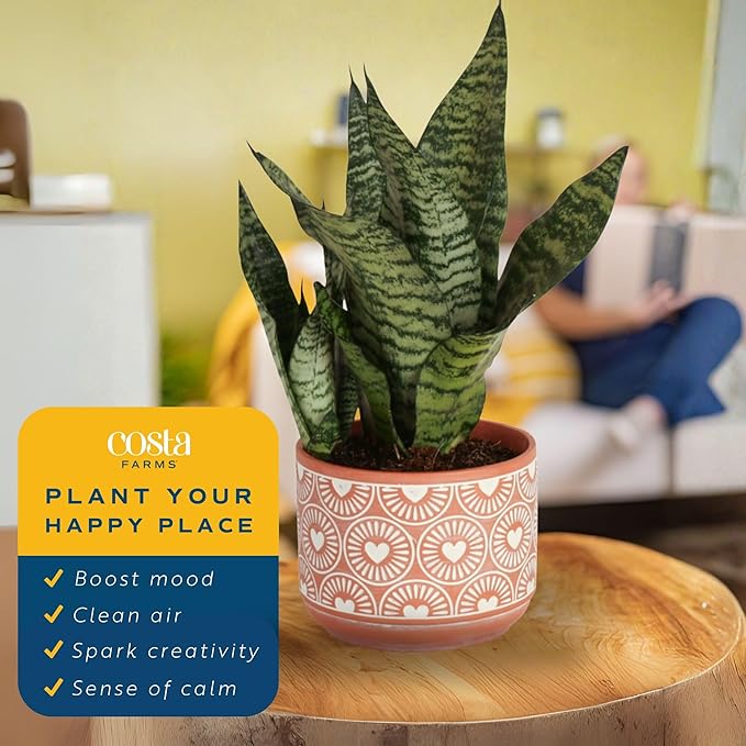 Costa Farms Live Indoor Snake Plant, Easy to Grow Mother in Laws Tongue, Sansevieria Houseplant, in Flower Pot Planter for Room and Home Décor, Housewarming, 8-Inches Tall