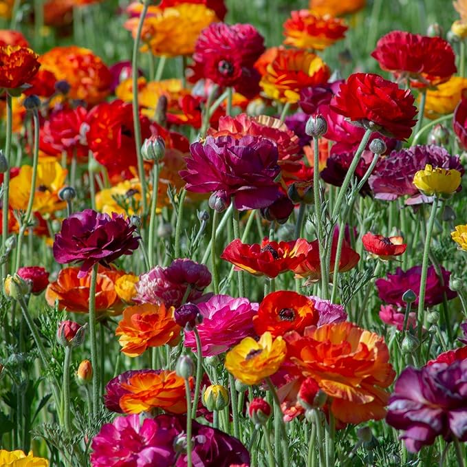 Ranunculus Bulbs - Passion Mix - 100 Bulbs - Mixed Flower Bulbs, Corm Attracts Bees, Attracts Pollinators, Easy to Maintain & Grow, Fragrant, Container Garden