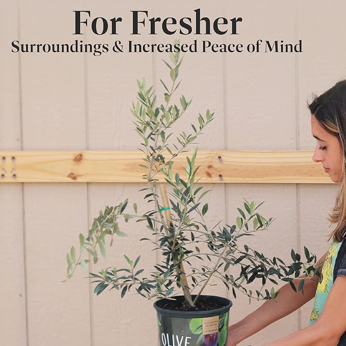 American Plant Exchange Arbequina Olive Tree – Live 7.5-Inch Pot, Fruit Bearing Tree, Cold Hardy Edible Variety for Containers, Patios, and Mediterranean-Inspired Gardens