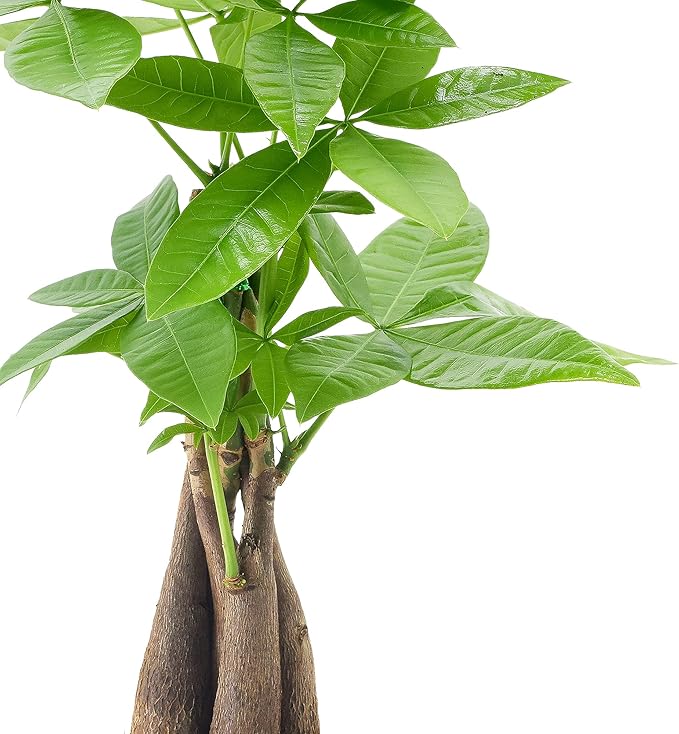 Money Tree Live Indoor Plant in 4.5 in. Tropico Leaf Ceramic Planter, Gray ***Cannot Ship to Hawaii***