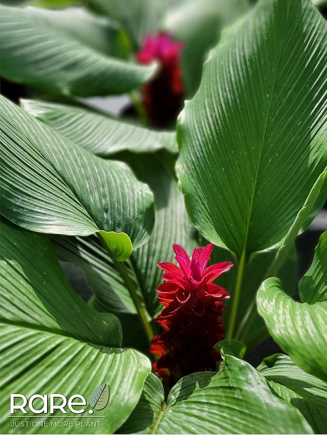 Ginger Curcuma Torch Plant, Live Outdoor Plant, Rare Plant Collection, 2-3 Feet Tall, in Nursery Plant Pot