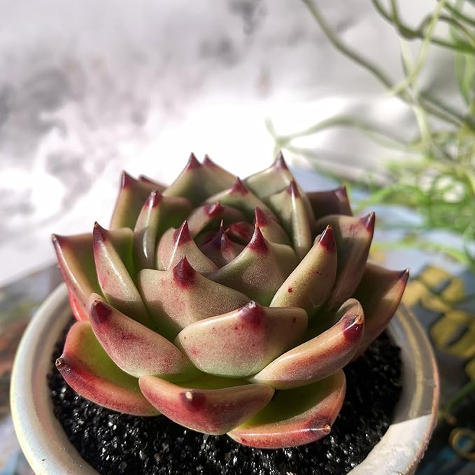 Echeveria Agavoides Blue Dragon Rare Live Succulent Plants, 1 Head 2.5" Bare Root Without Pot & Soil, Garden Indoor Office Desk Baby Shower Decoration, Friend Plant Lovers Gifts