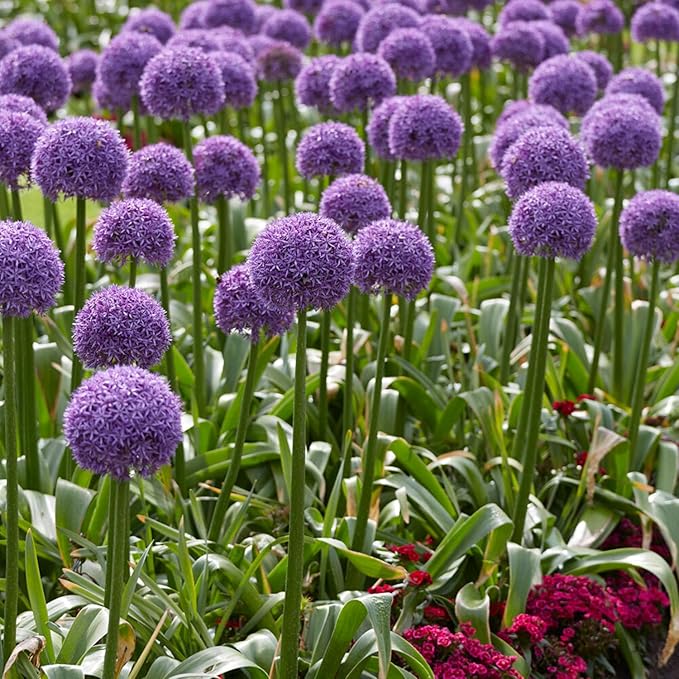 Garden State Bulb Globemaster Giant Allium Flower Bulbs, 20/22cm, Fall Planting (Bag of 30)