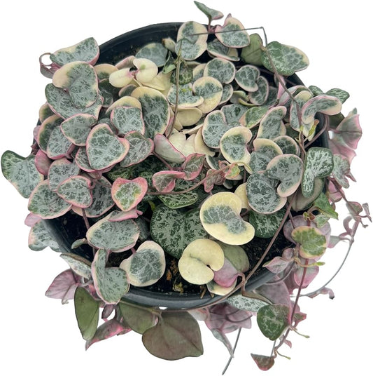 Variegated String of Hearts Live Plant - Trailing Succulent Plants, Real Indoor House Plants, Succulent Plants for Indoor Decor, Live Houseplants, Perfect Live Succulents