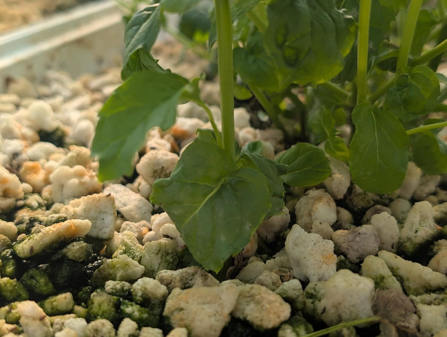 Plant Disease Control Spray – Natural Fungicide with Thyme Oil – Prevents Powdery Mildew, Botrytis, Anthracnose & More – Safe for Indoor/Outdoor Use – Family & Pet Friendly – 16oz